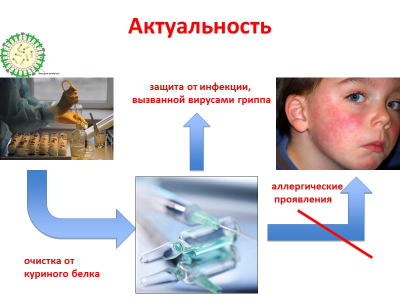 Актуальность очистка от  куриного белка аллергические  проявления защита от инфекции,  вызванной